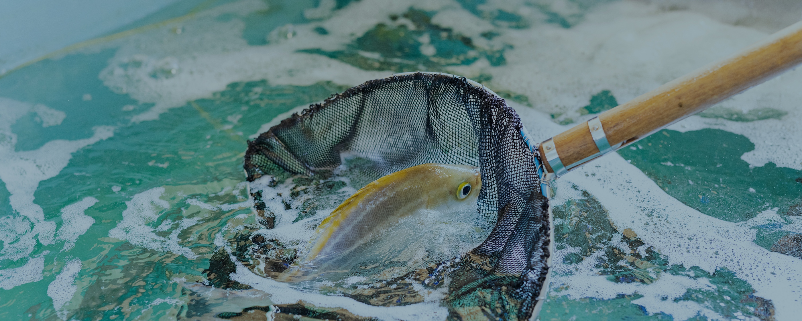 売り場紹介 鮮魚 | 合志物産館 志来菜彩