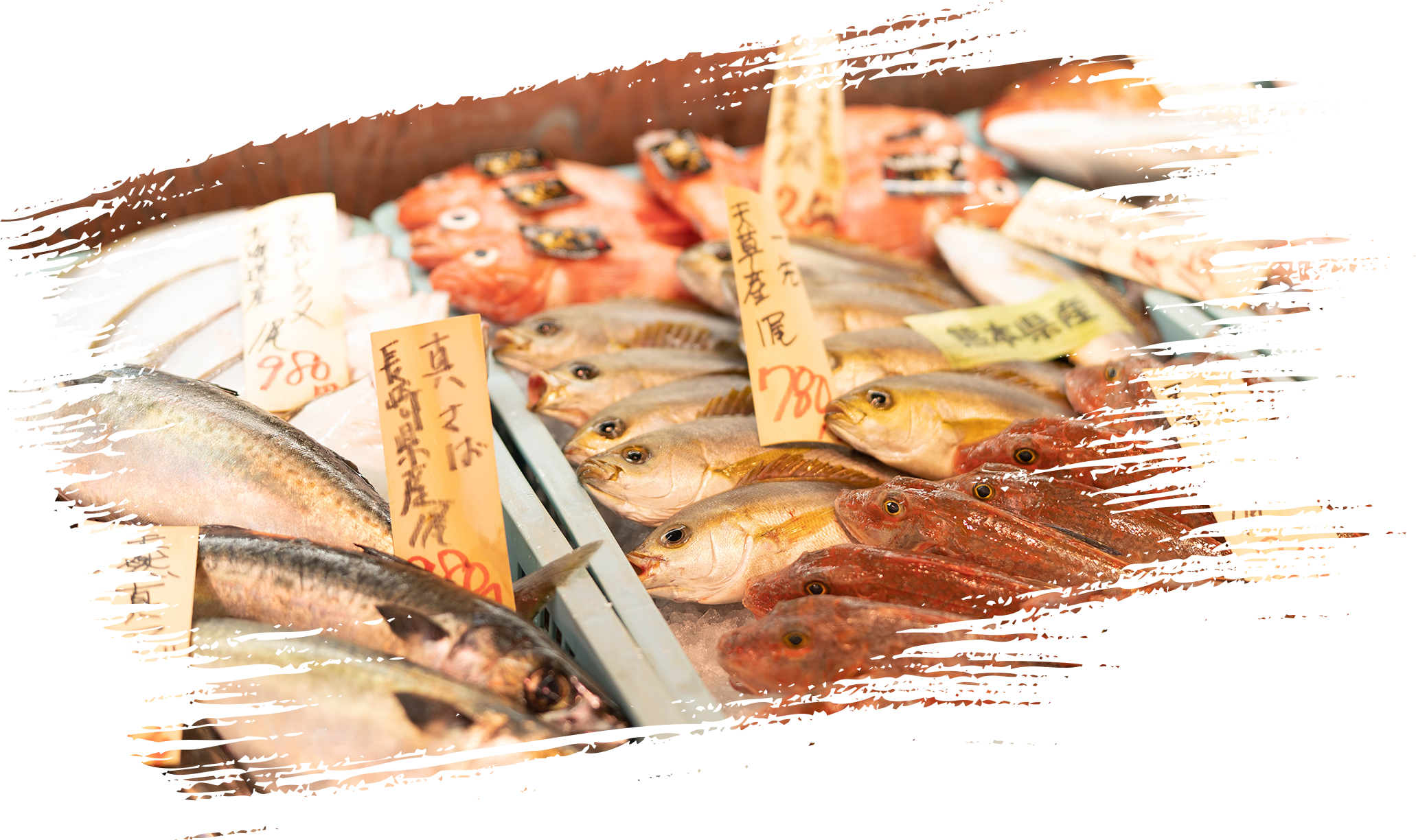 売り場紹介 鮮魚 | 合志物産館 志来菜彩