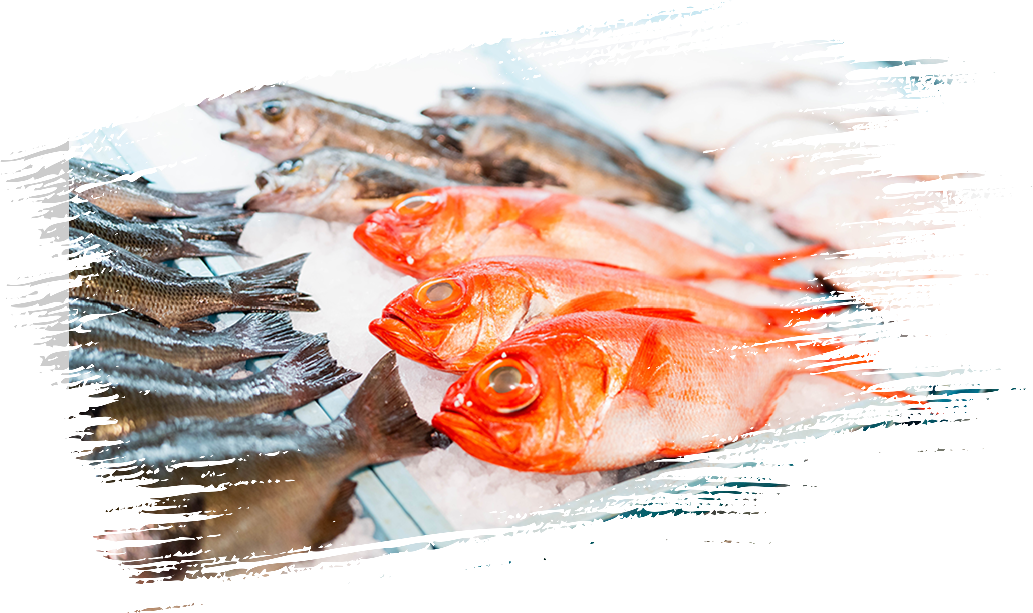 売り場紹介 鮮魚 | 合志物産館 志来菜彩