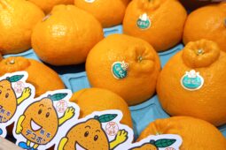 コラム：サムネイル画像