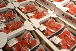 コラム：サムネイル画像