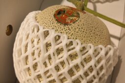 コラム：サムネイル画像