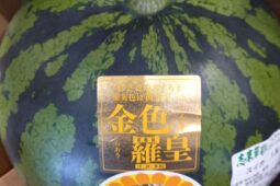 コラム：サムネイル画像